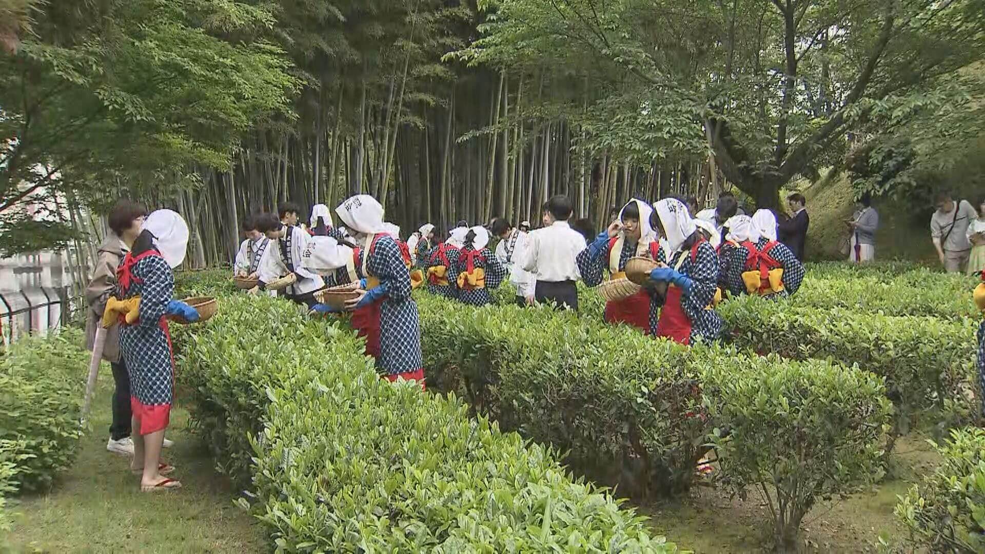 「いっぱいとれて楽しい」縮景園で茶摘まつり　５年ぶりの通常開催　広島市