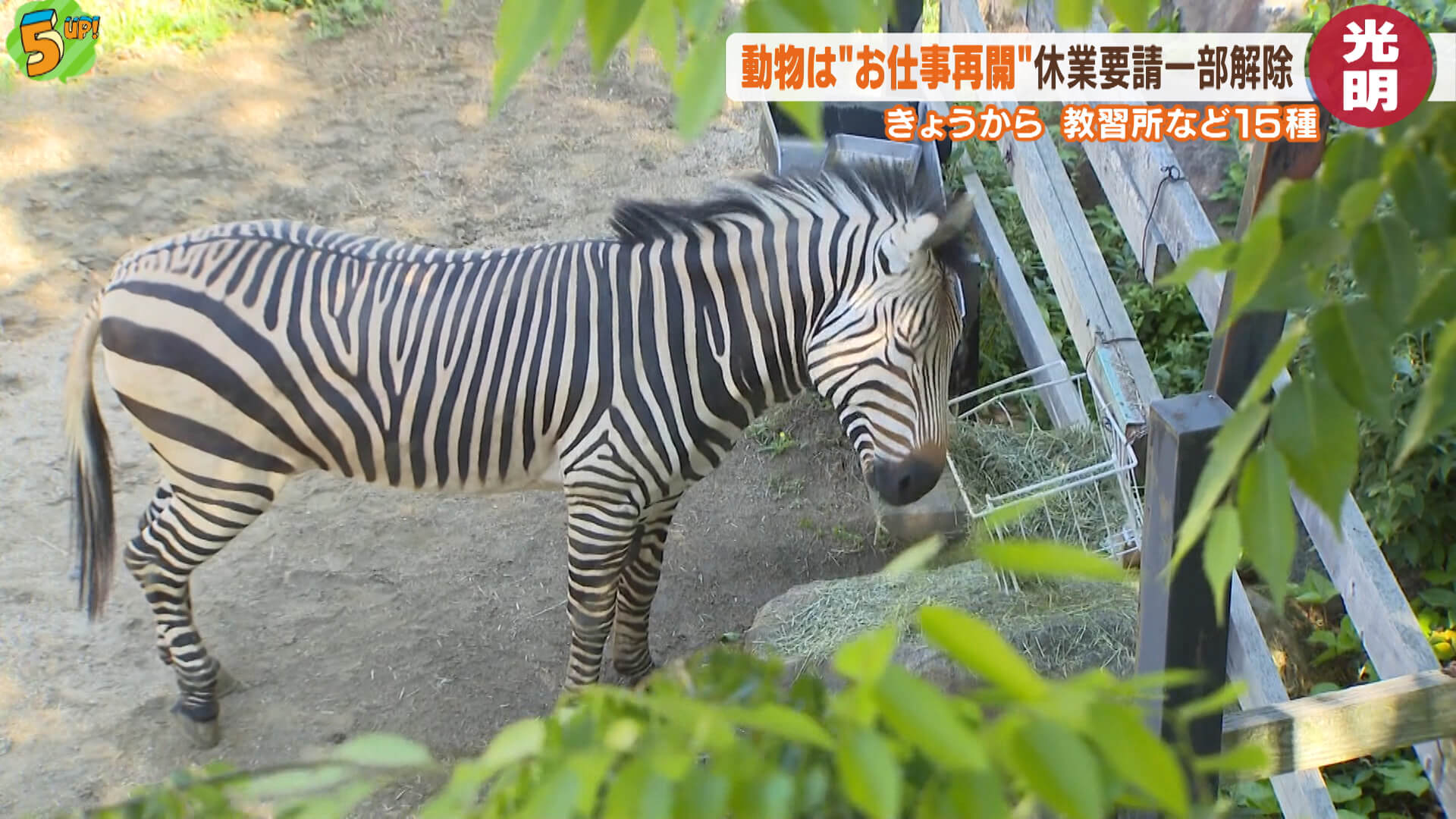 動物たちは