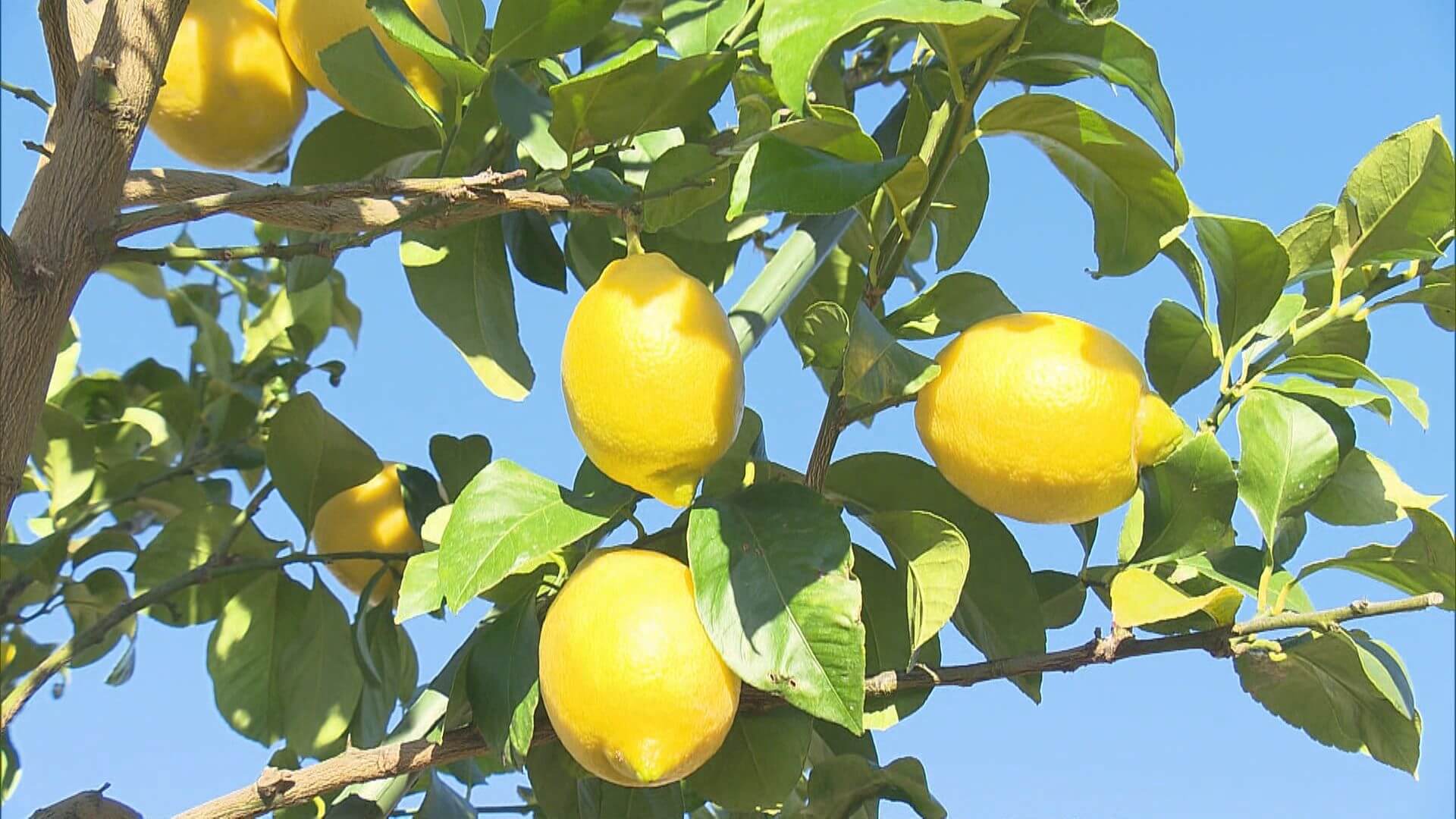 ポッカサッポロ　自社栽培レモン初収穫　広島・大崎上島町