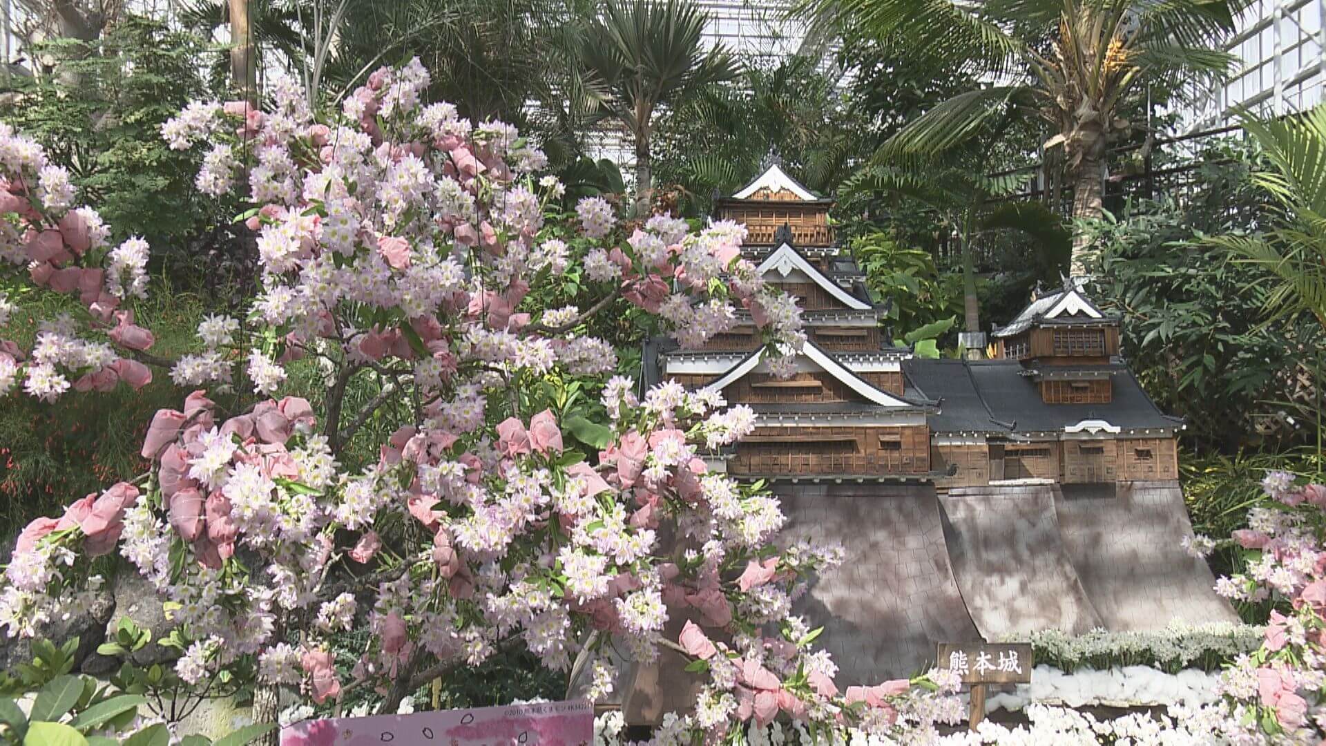 旅気分味わって 春の特別ラン展 広島市植物公園 ニュース 報道 Home広島ホームテレビ