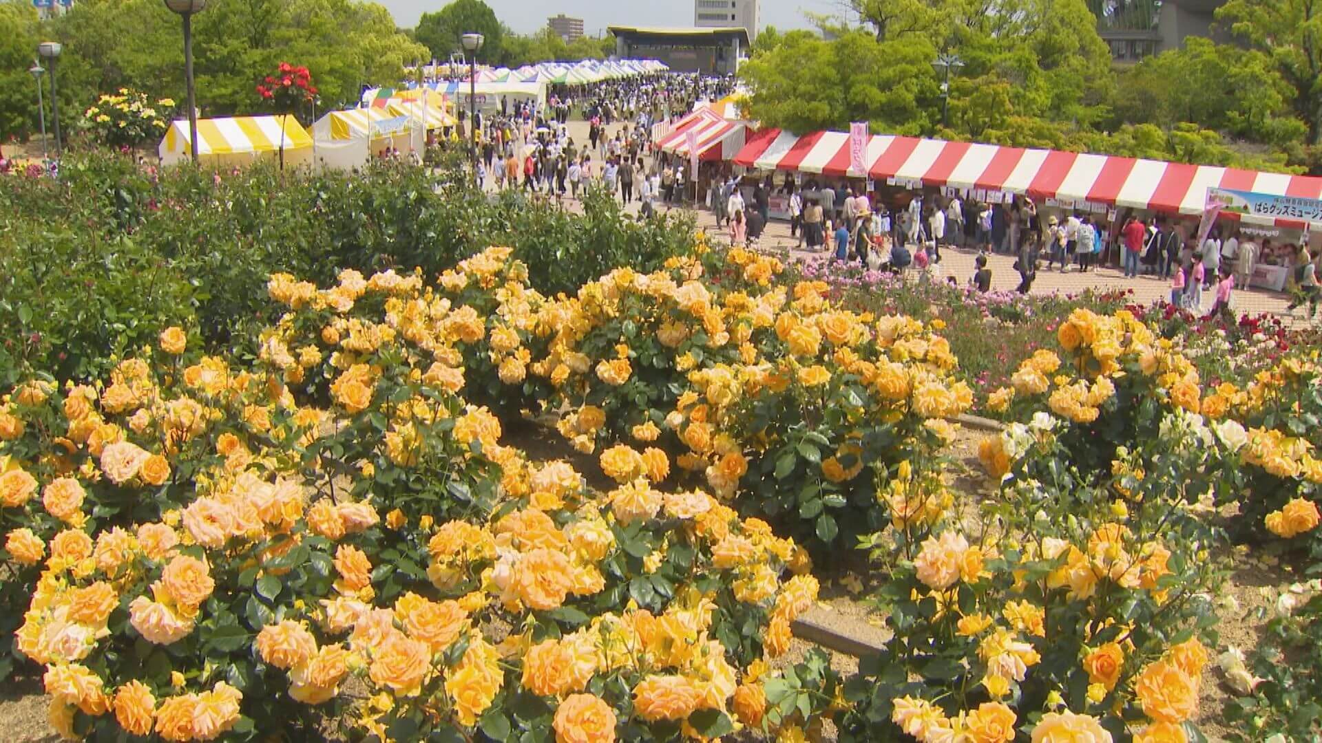 福山ばら祭 ３年ぶりに会場で開催 福山市 ニュース 報道 Home広島ホームテレビ