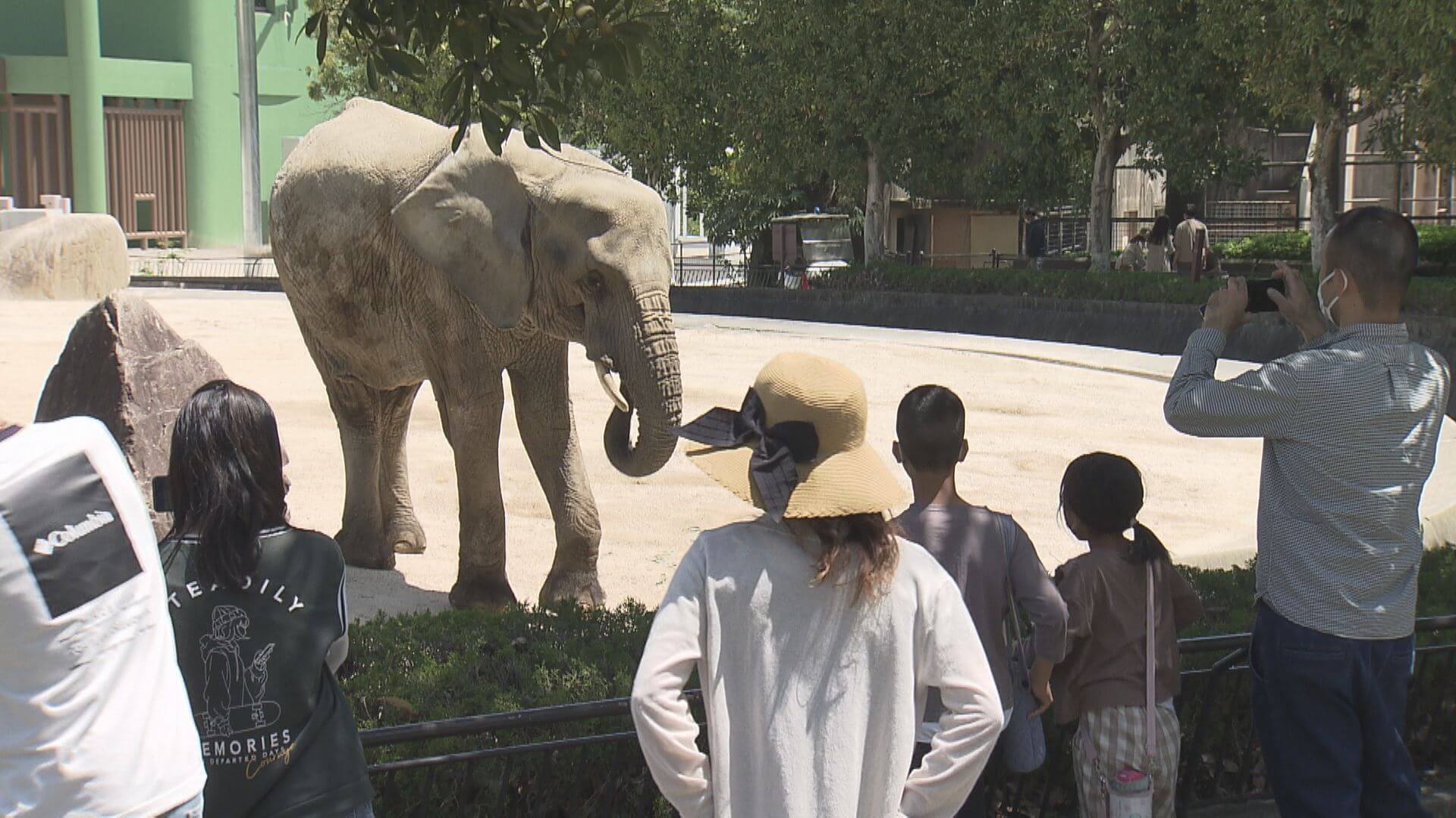 注目は百獣の王 家族連れでにぎわう 安佐動物公園 広島市 ニュース 報道 Home広島ホームテレビ