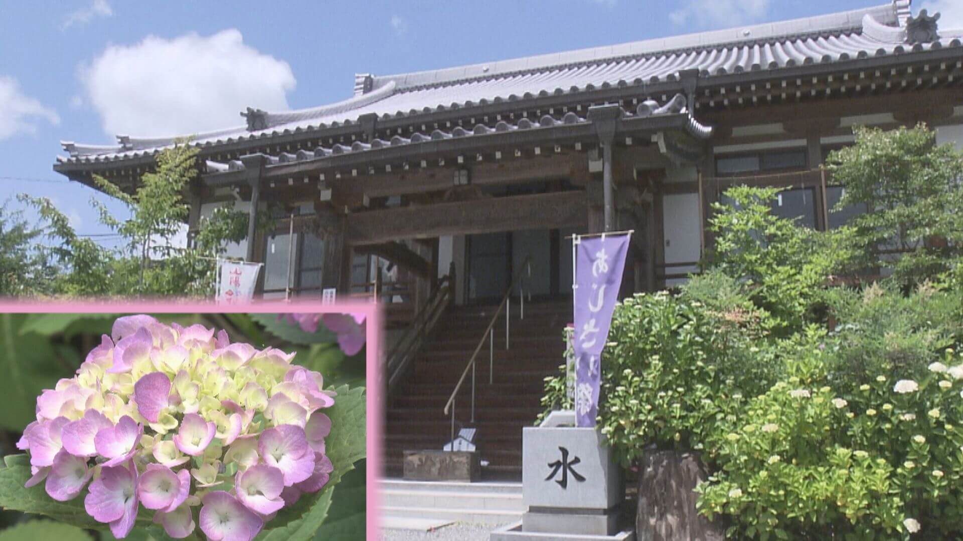 アジサイもうすぐ見ごろ 観音寺 広島 ニュース 報道 Home広島ホームテレビ