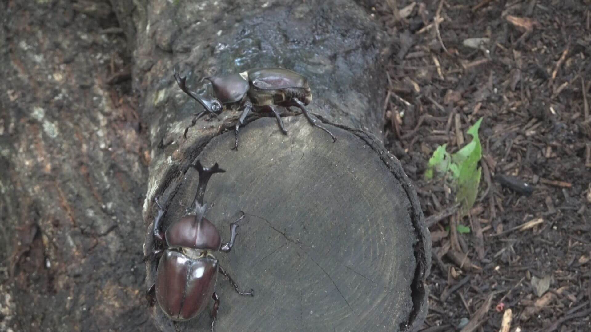 喜ぶ 怖がる 園児がカブトムシ見学 備北丘陵公園 ニュース 報道 Home広島ホームテレビ