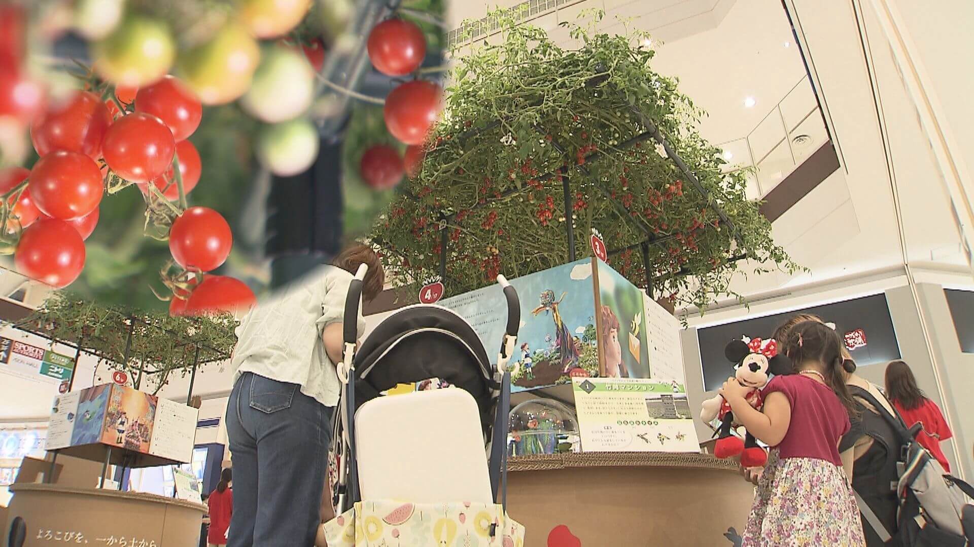 ショッピングモールに約１０００個の実がなったトマトの樹 広島市で食育イベント ニュース 報道 Home広島ホームテレビ