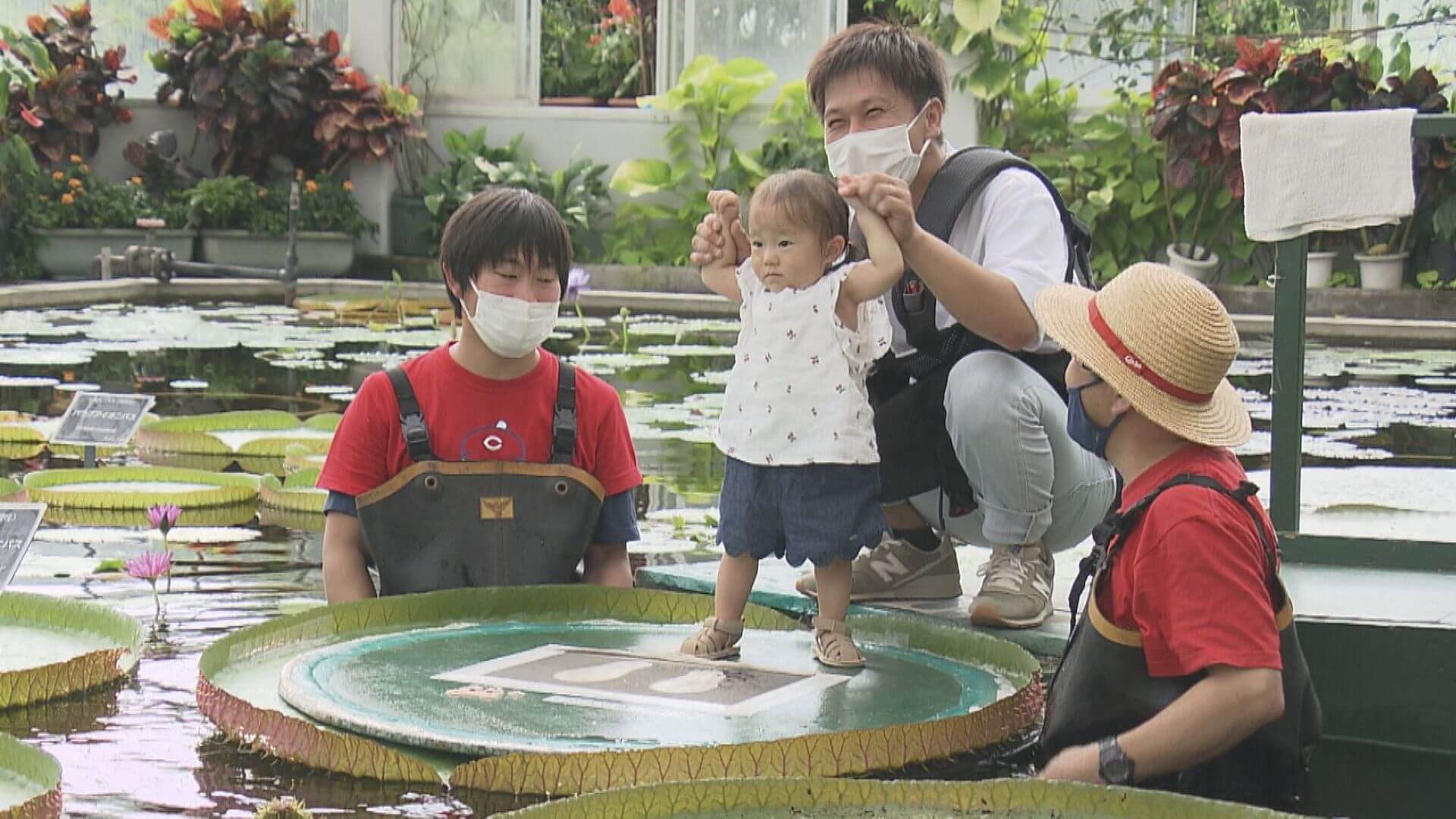 オオオニバスに乗ってみた 広島市植物公園 ニュース 報道 Home広島ホームテレビ オオオニバスに乗ってみた 広島市植物公園 ニュース 報道 Home広島ホームテレビ