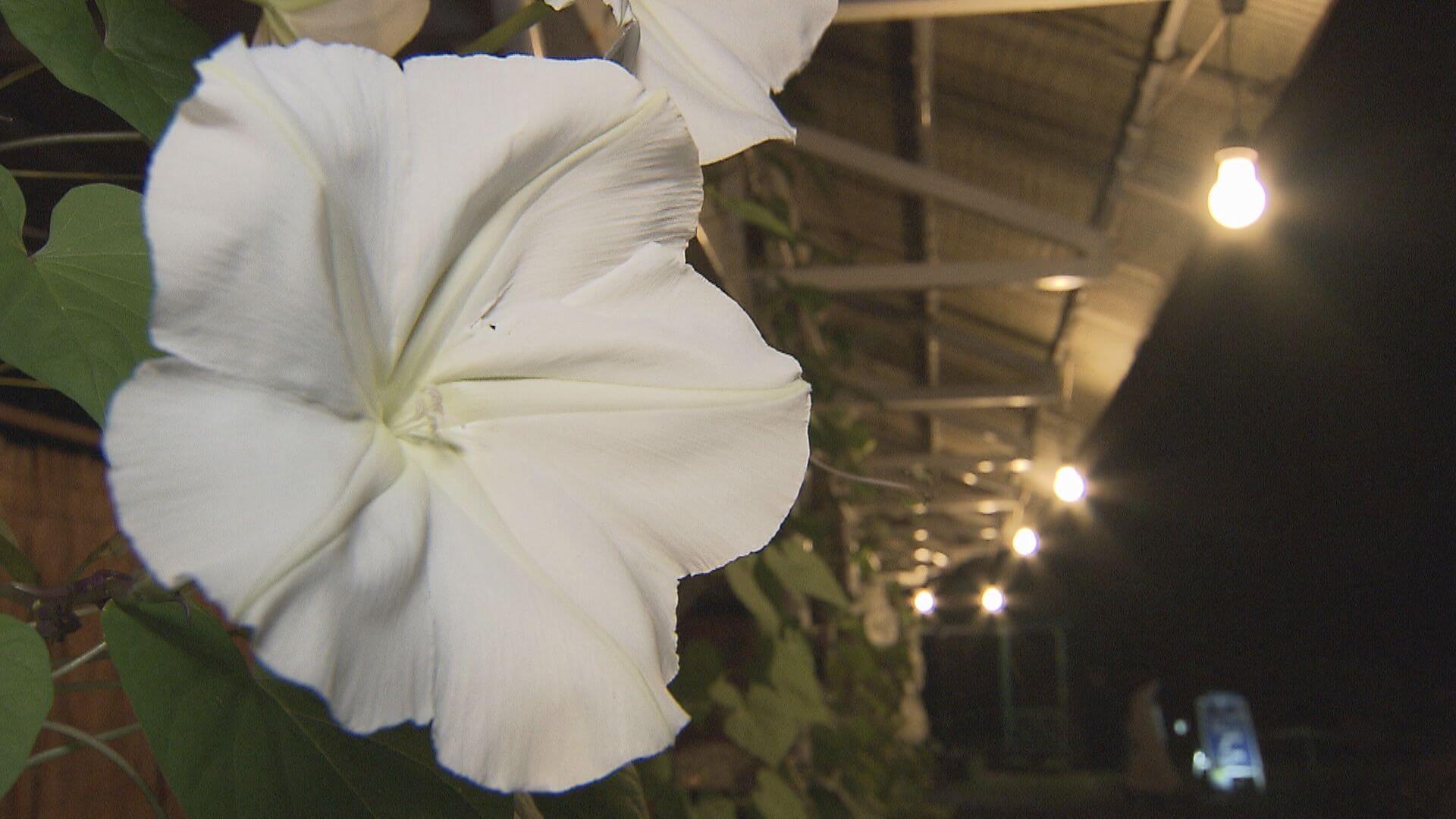 夜にしか咲かない花など 恒例の秋の夜間開園 広島市植物公園 ニュース 報道 Home広島ホームテレビ