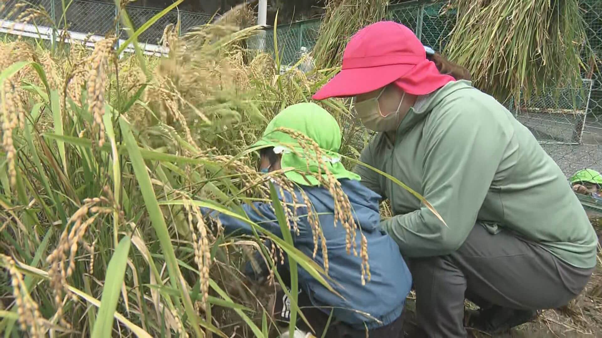 実りの秋 園児が稲刈りに挑戦 広島 ニュース 報道 Home広島ホームテレビ