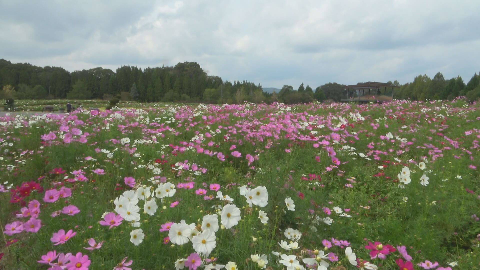 秋の花景色広がる 約２２０万本のコスモス見ごろ 広島 庄原 ニュース 報道 Home広島ホームテレビ