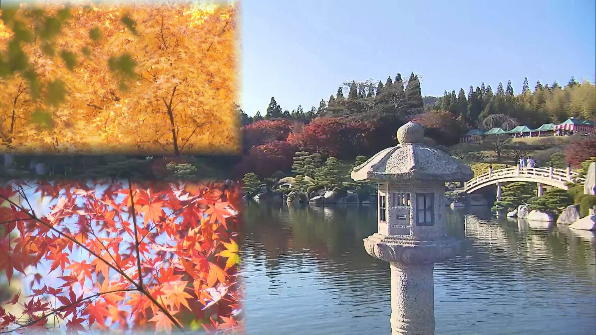 三景園の紅葉 見ごろを迎える 三原市 ニュース 報道 Home広島ホームテレビ