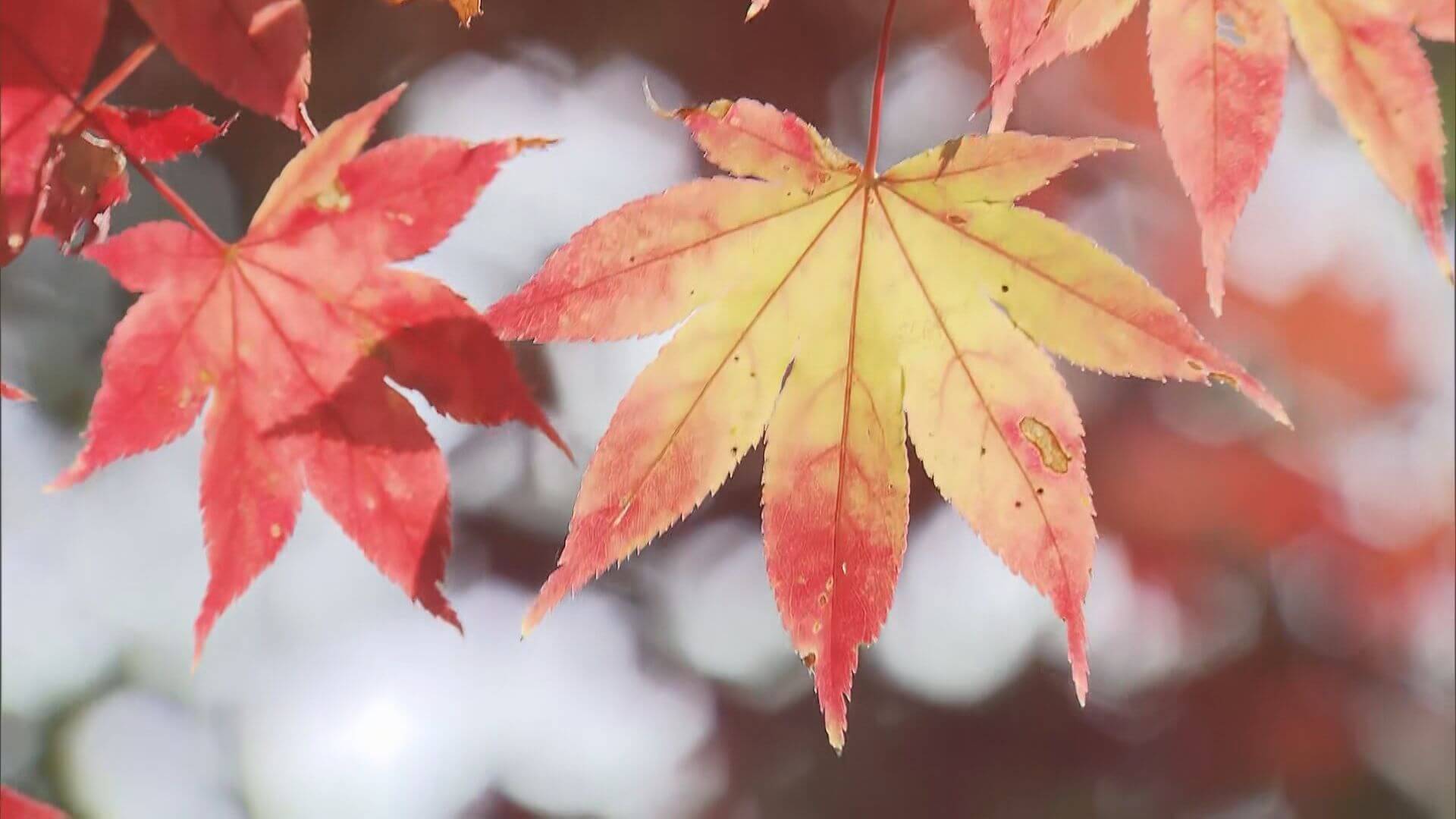 尾関山公園の紅葉見ごろ　広島・三次市