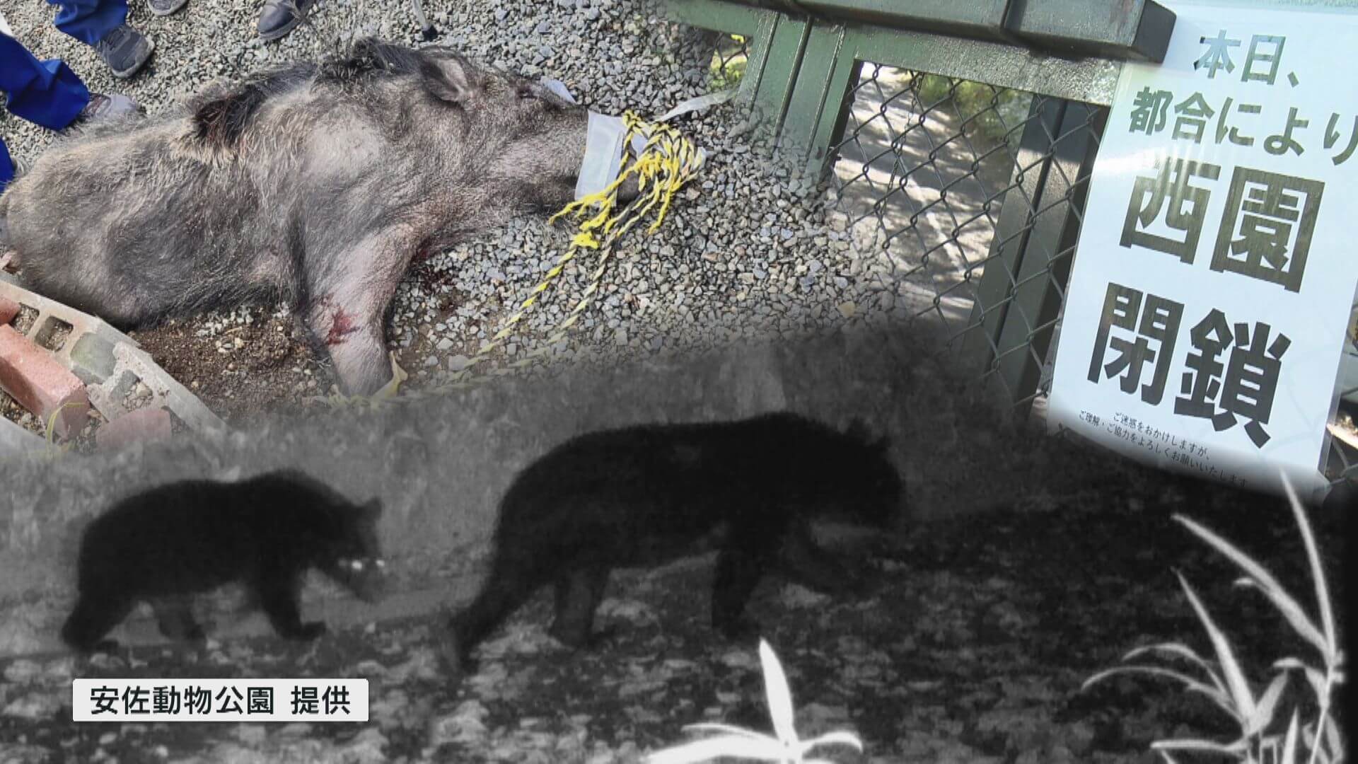 動物園敷地にクマ！一部エリアを閉鎖…住宅地ではイノシシに襲われ男性がけが　広島