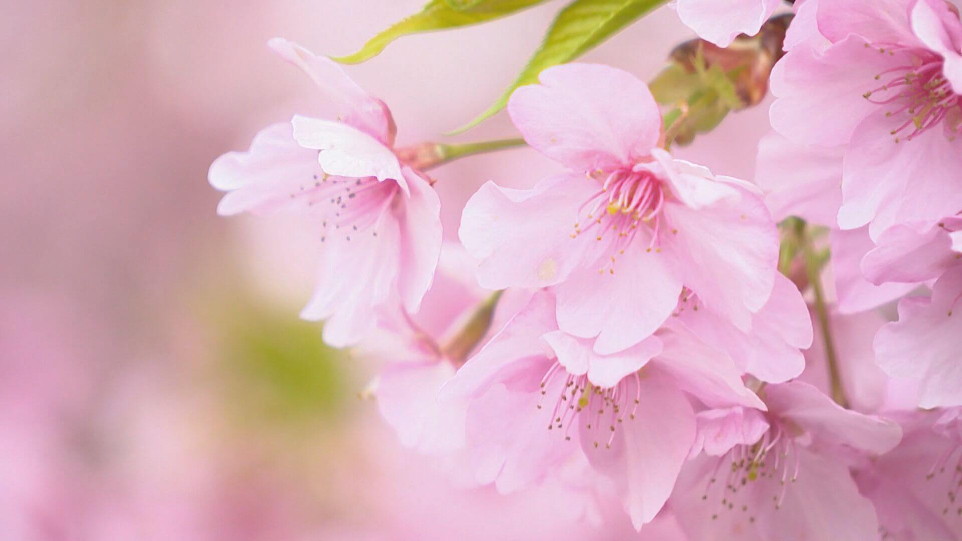 早咲きの桜「河津桜」が見ごろ　広島・呉市