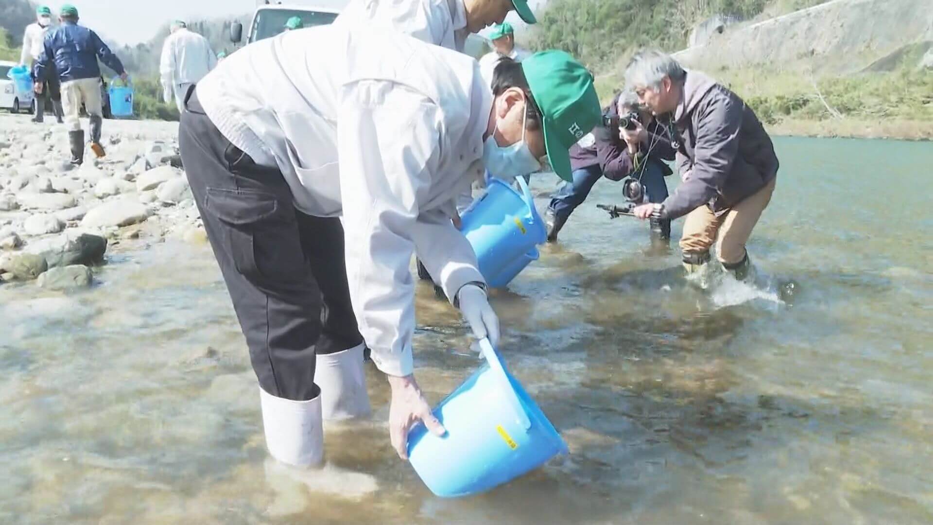 江の川で稚アユの放流　三次市粟屋町