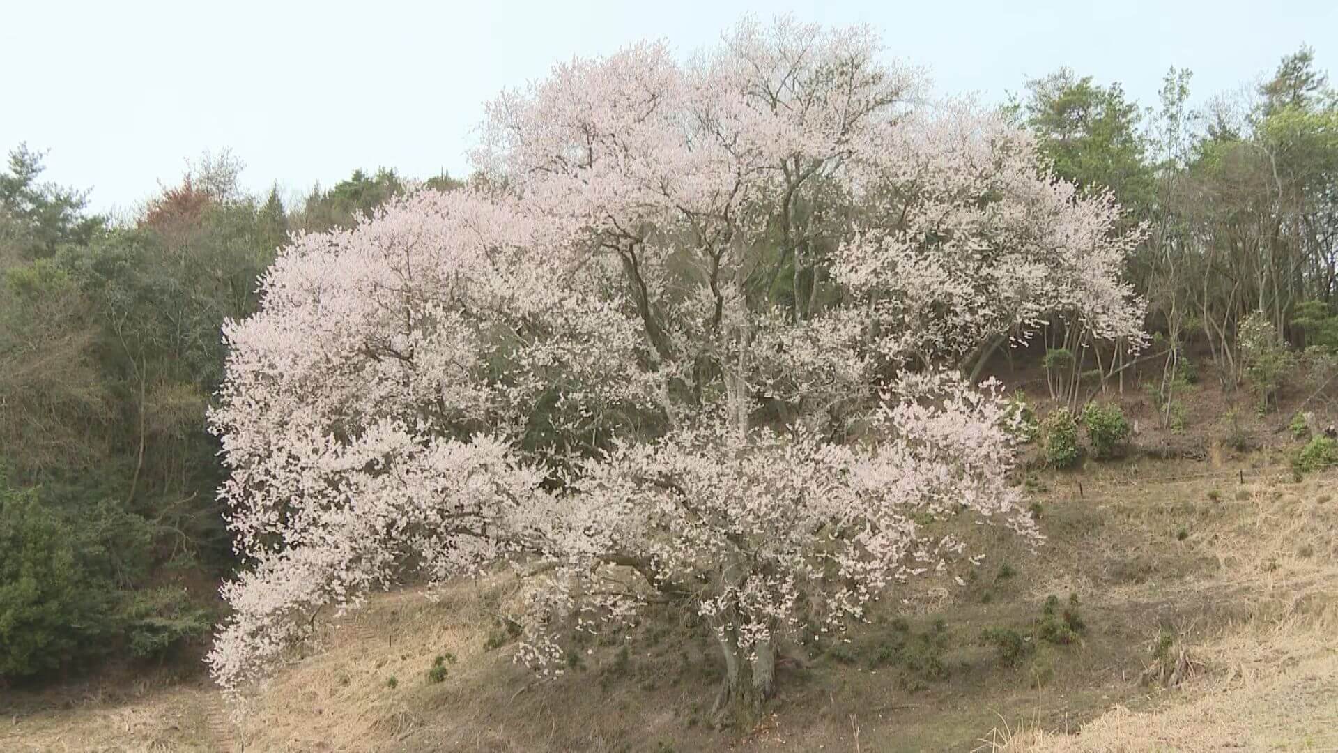 宿根の大桜 見ごろ　竹原市