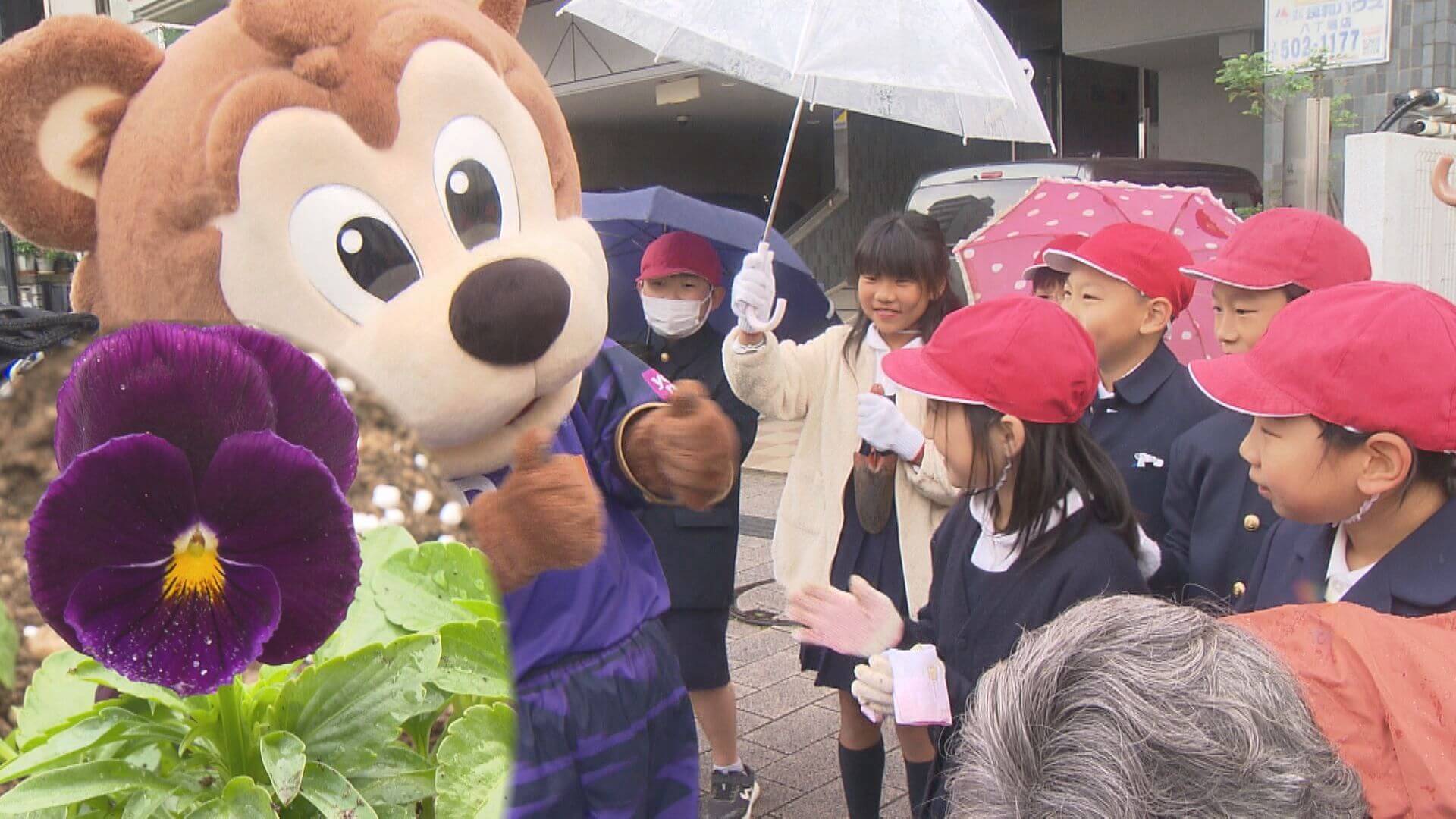 街をサンフレカラーに　小学生が紫のパンジー　広島