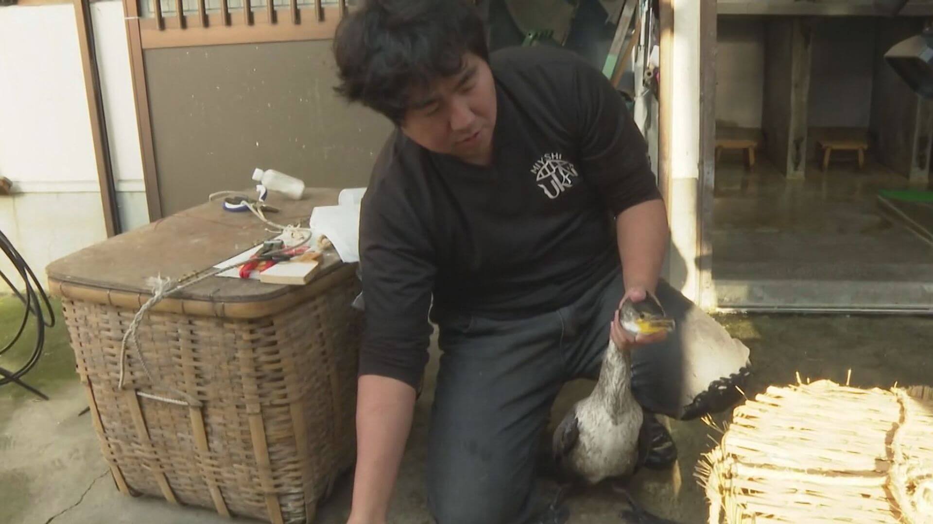 観光鵜飼の新戦力　ウミウが到着　三次市