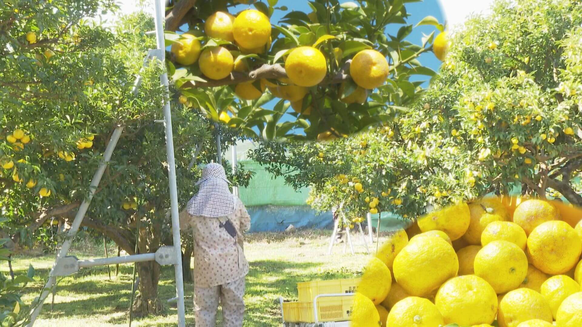 鍋に風味を添えるユズの収穫　広島・三次市