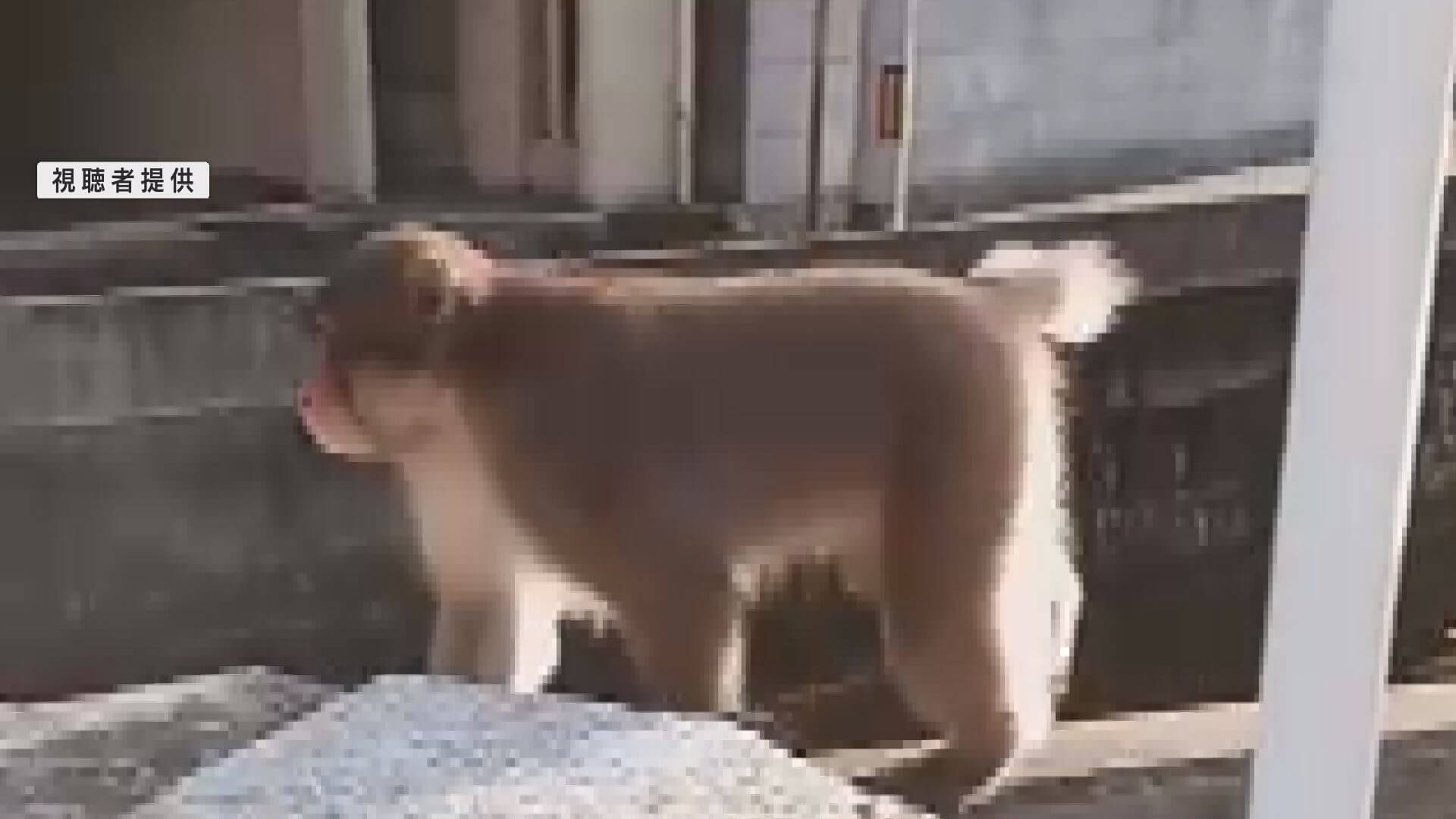 呉市役所近くに野生のサル出没…住宅の窓ガラス割る　呉市