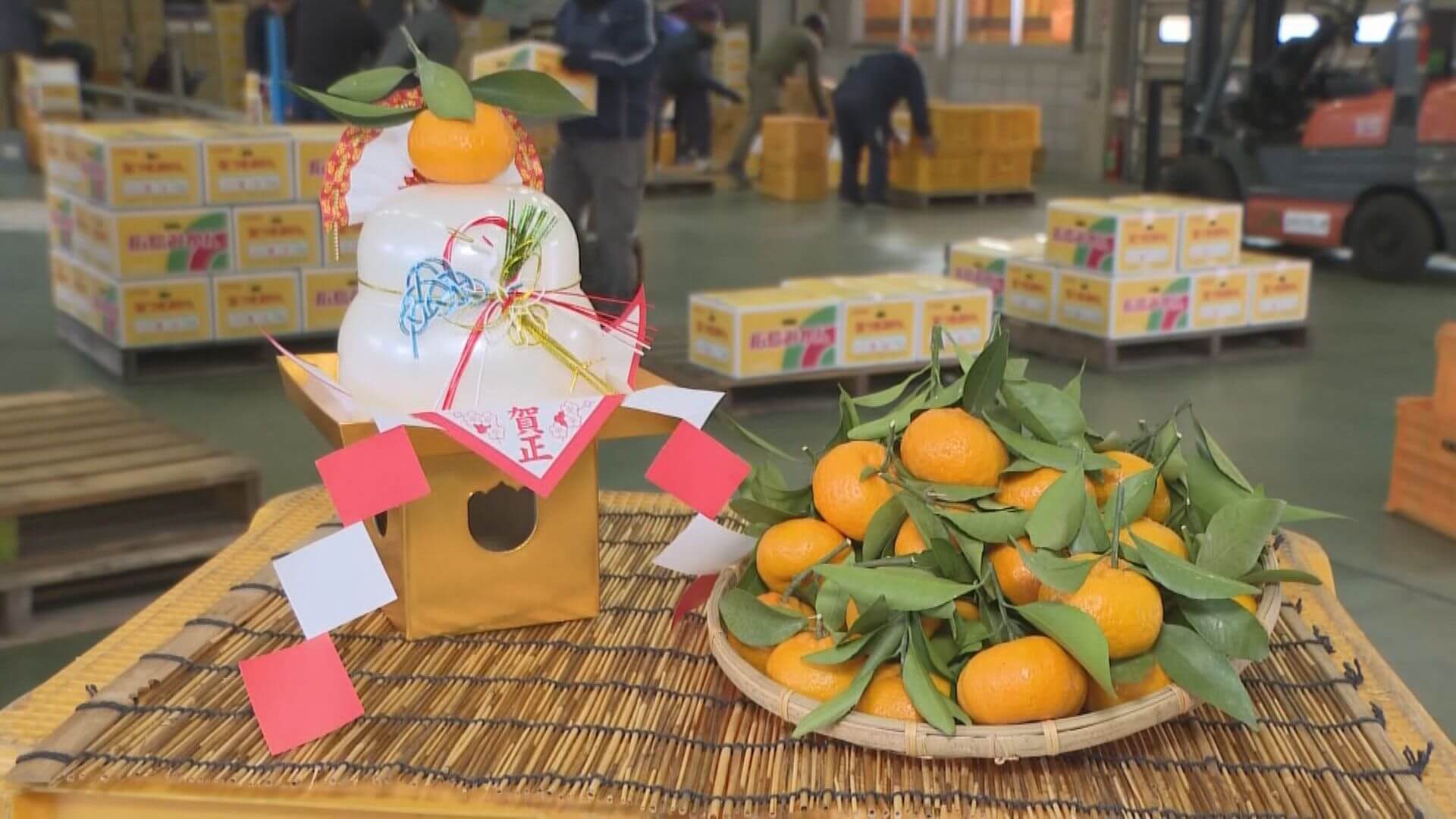 正月の縁起物「葉つきミカン」の出荷　呉市