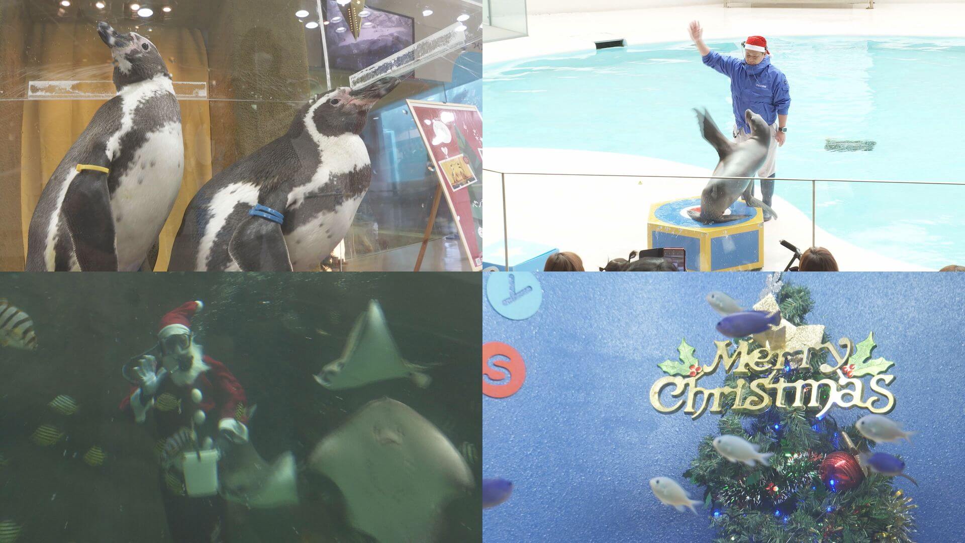 宮島水族館 クリスマスムードに　廿日市市