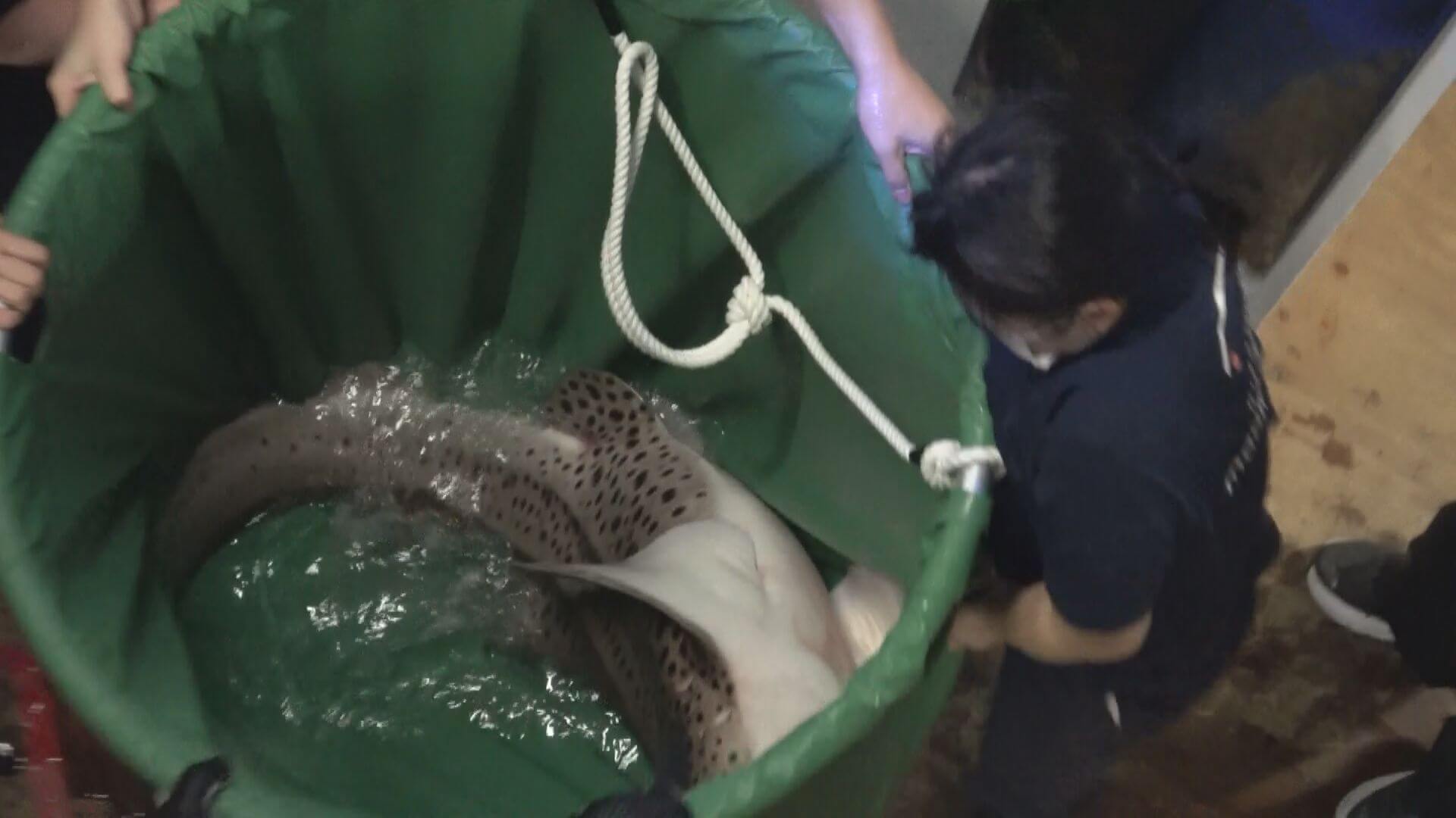 閉館したマリホ水族館　生き物の“お引越し”スタート　別れに思わず…「泣いちゃった」　広島