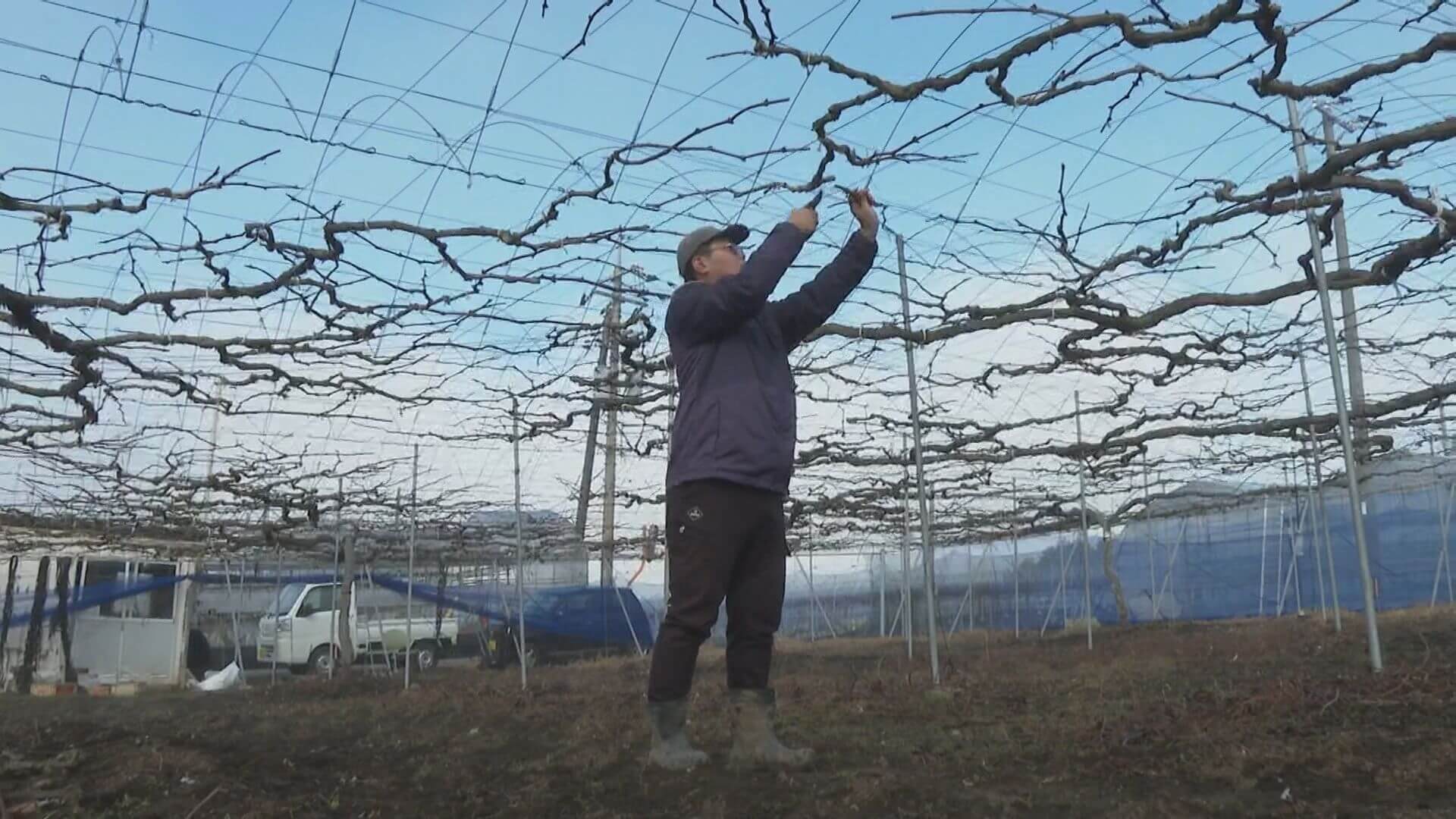 三次ピオーネせん定作業ピーク　平年並み４８０ｔ出荷へ