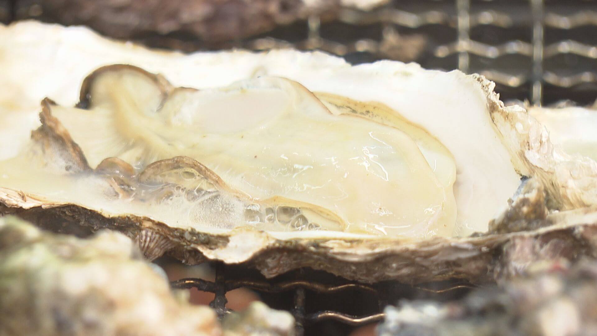 広島のカキに異変  ６割が一時出荷不良　猛暑の海水温上昇が影響か　
