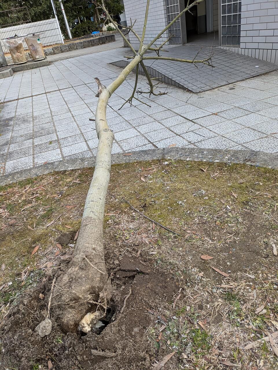 被爆２世アオギリ倒される　器物損壊の疑いで捜査　広島