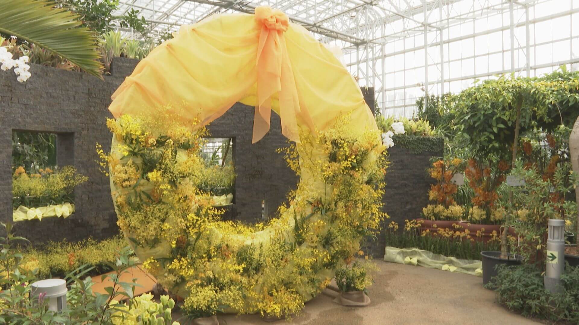 春の特別ラン展　色とりどり約５００種　広島