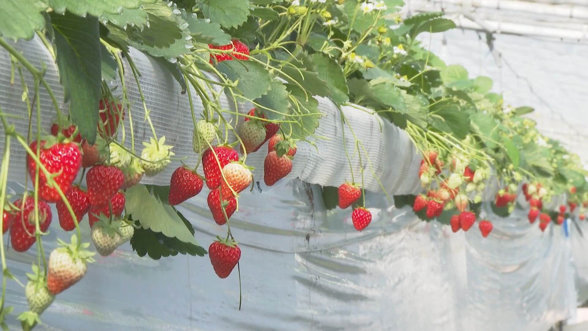 イチゴ狩り「１年分…食べて」紅ほっぺやよつぼしなど１万８千株　三次市