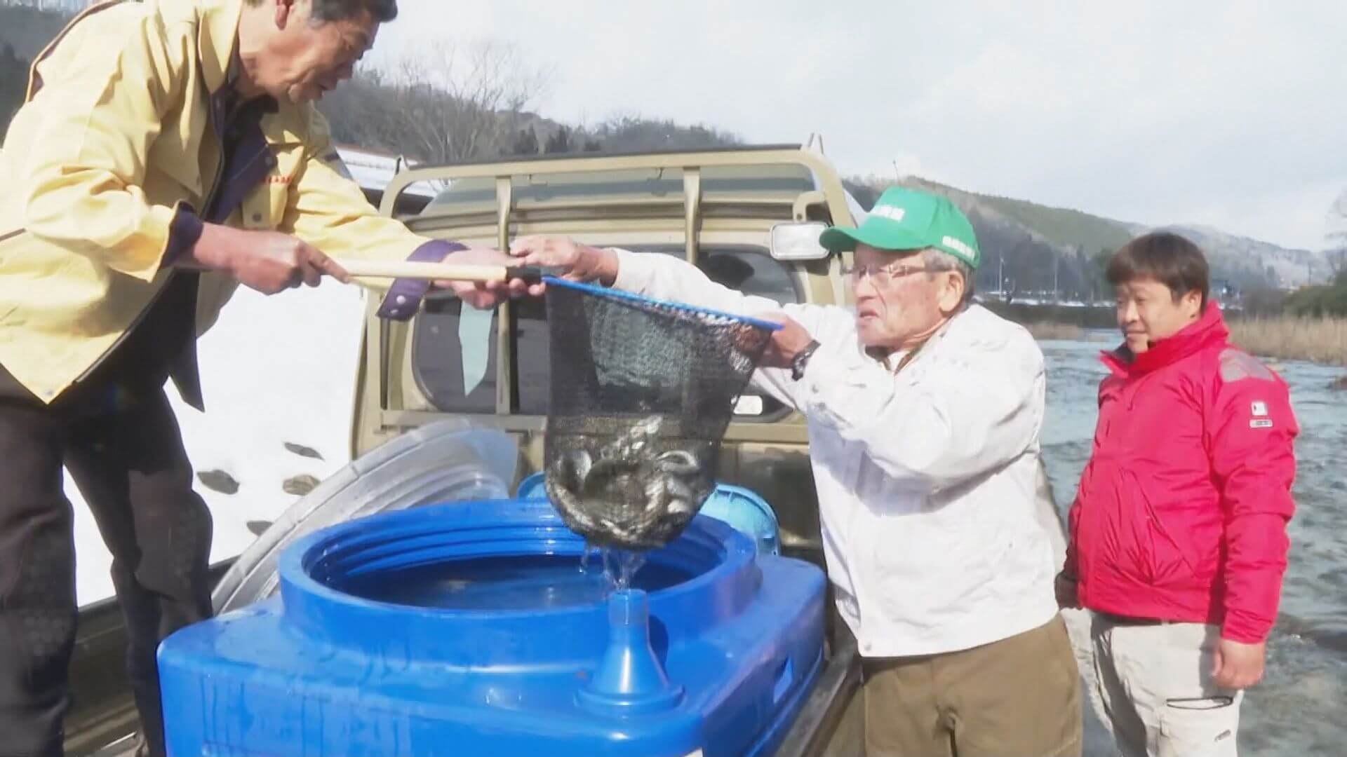 シーズン到来　ヤマメを放流　三次市