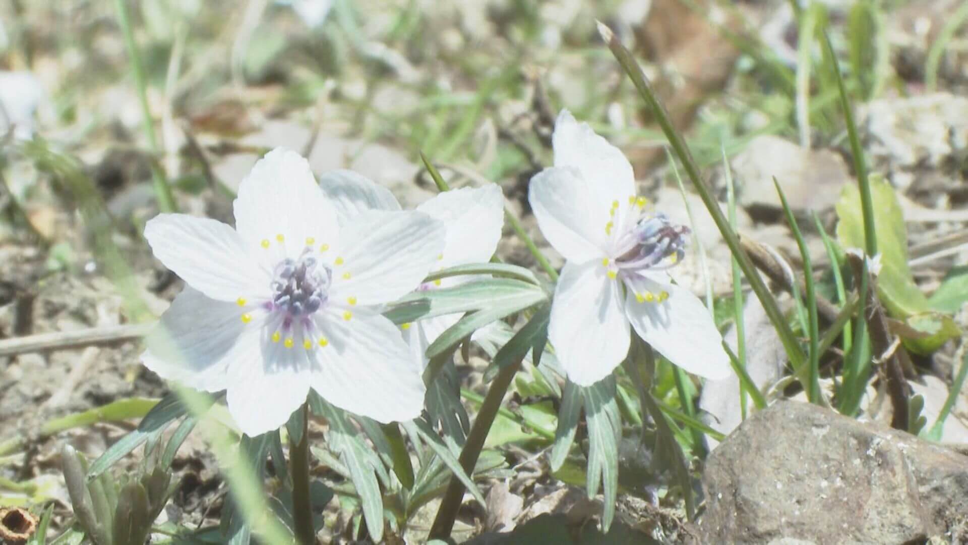「３０年で…こんなに遅いのは初めて」県北に春を告げる　セツブンソウ見ごろ一般公開　広島・庄原市