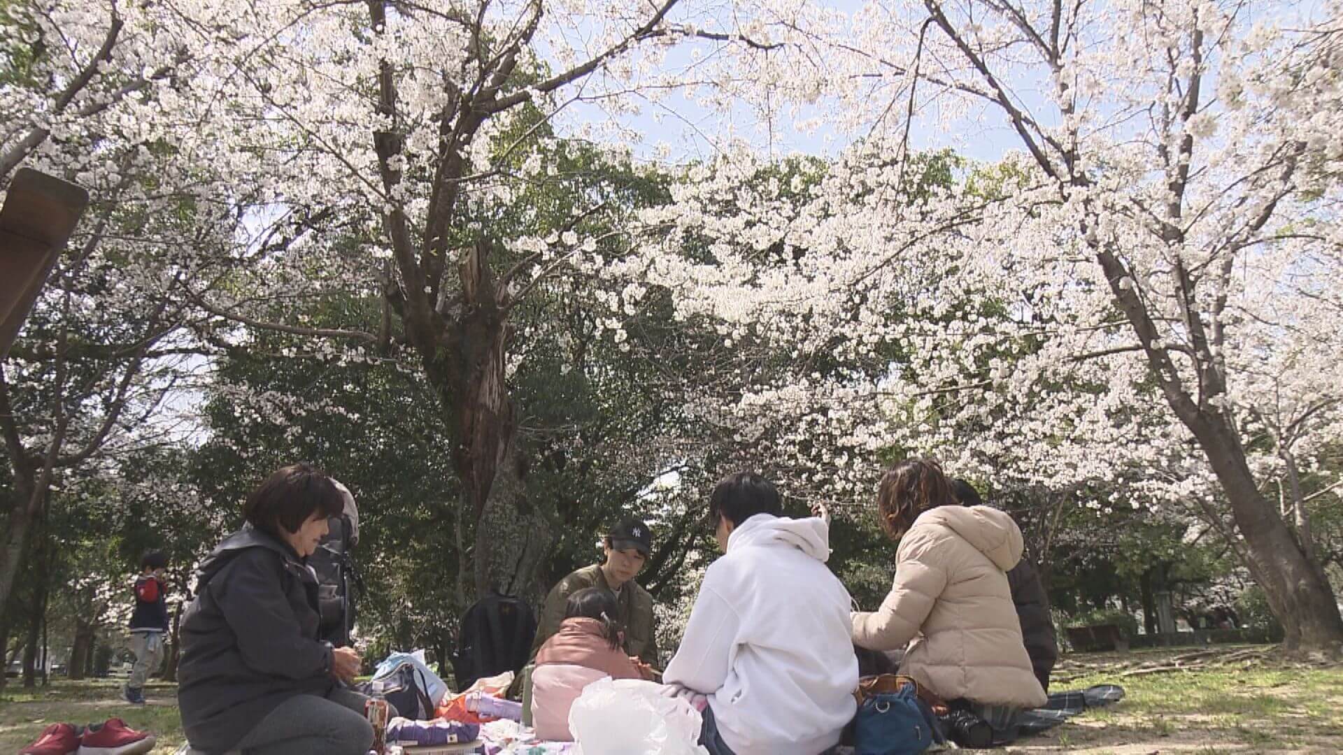 サクラ開花後初週末　花見客でにぎわう　広島