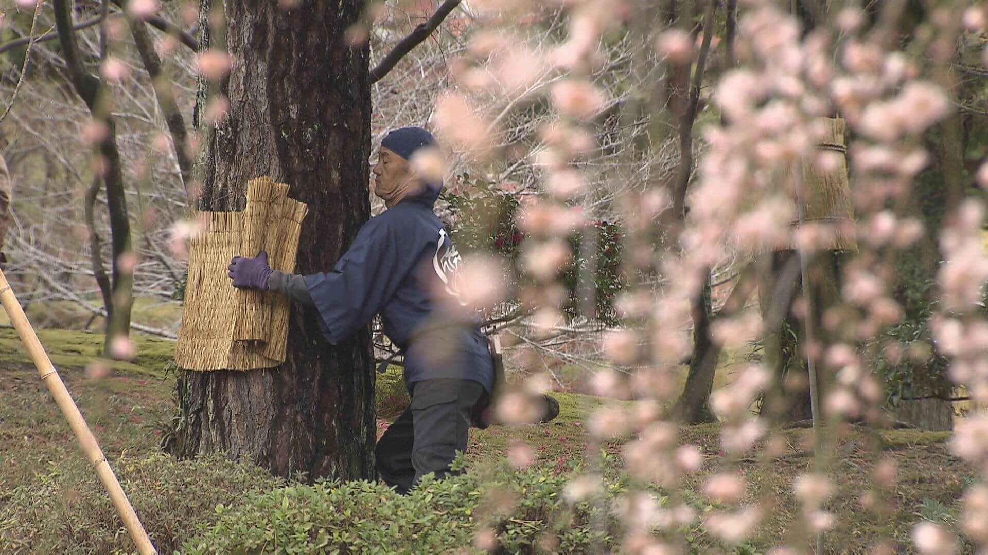 縮景園で松のこも外し　二十四節気の一つ啓蟄　広島