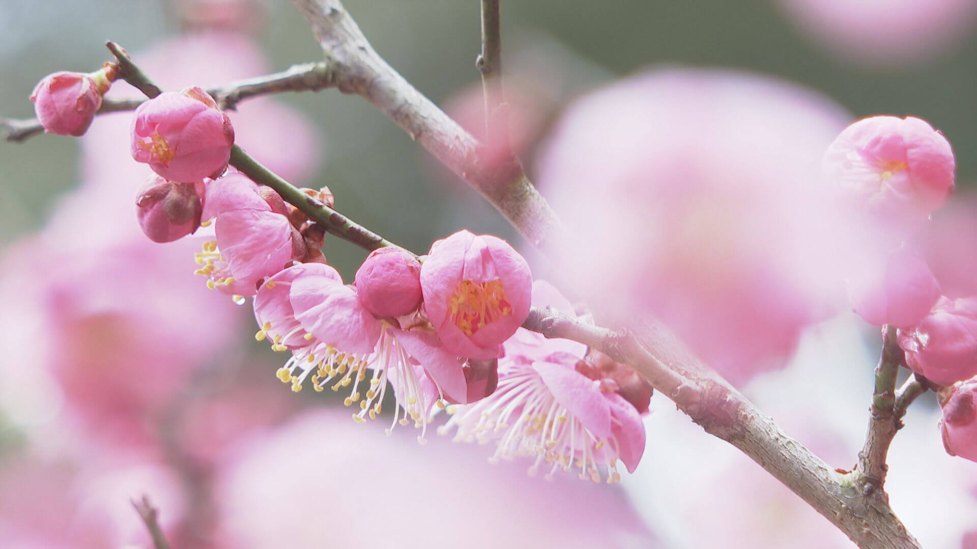 真冬並み…週末の陽気どこへ？　梅は開花も…「寒い中にも春が！」　広島