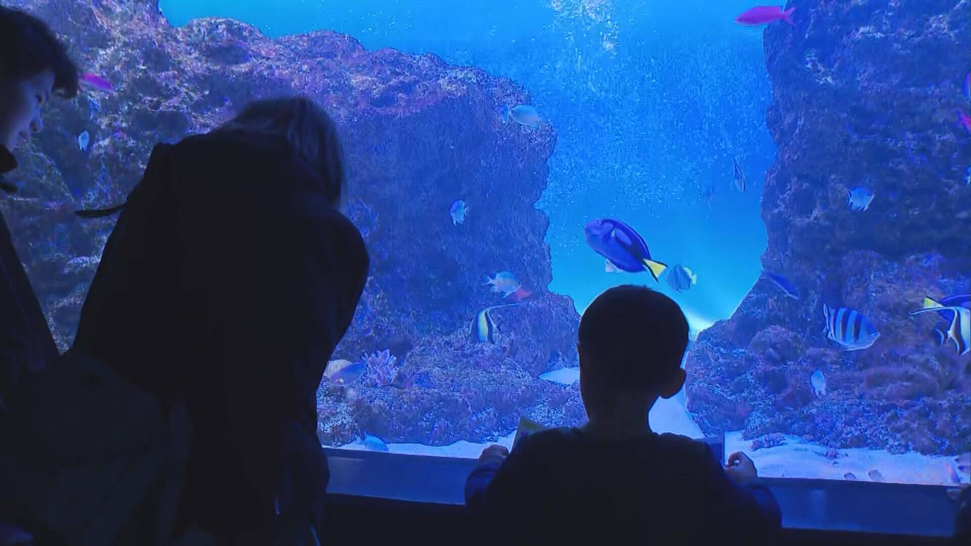 マリホ水族館県内に“復活”へ　「新プロジェクト」近く正式発表　広島