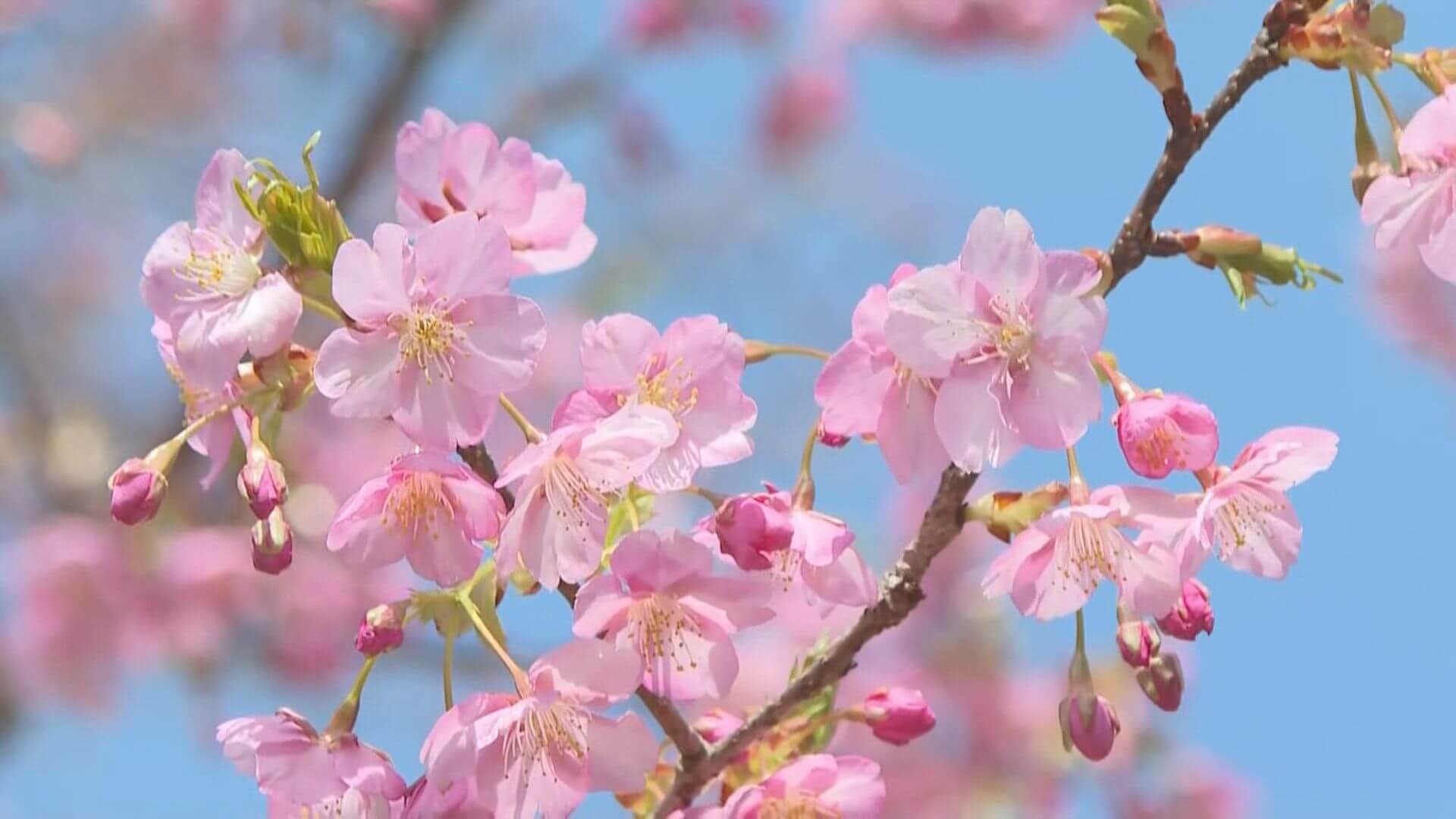「春が来たなと」早咲きの河津桜見ごろ　例年より２週間遅く開花…　広島・呉市