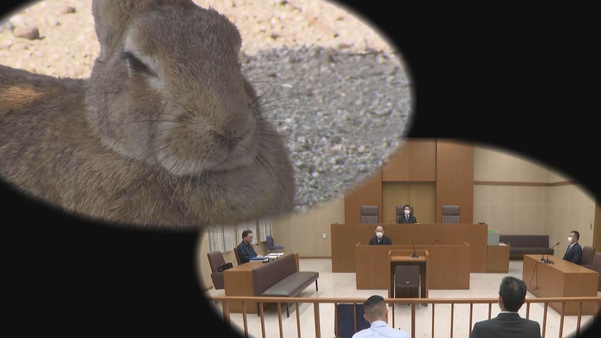 「異常だった」なぜウサギだったのか…被告が凶行に及んだワケ【記者が傍聴した裁判（１）】広島・竹原市ウサギ“虐待”事件