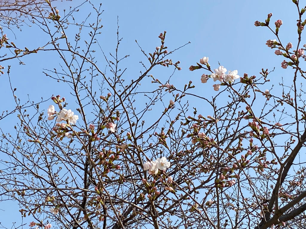 【速報】桜の開花を発表　広島地方気象台