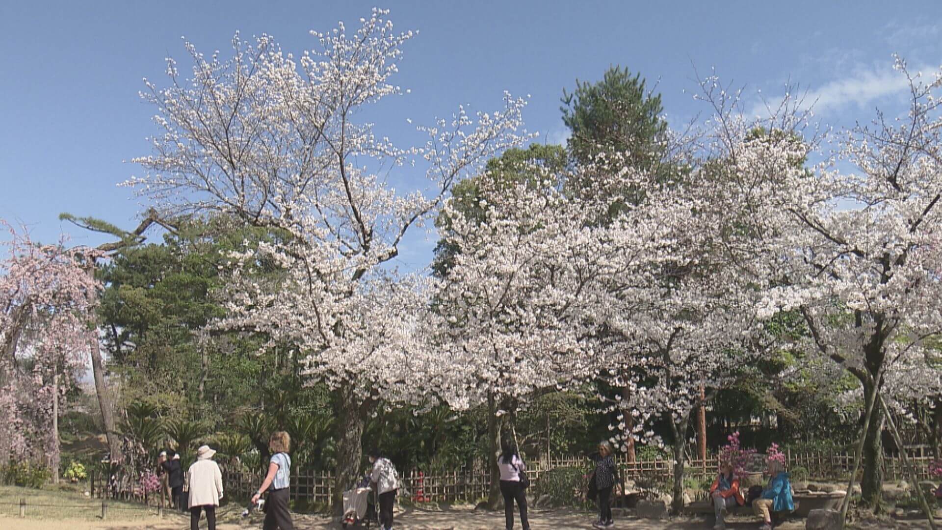 「今年初…すごくきれい」サクラ満開を発表　広島地方気象台