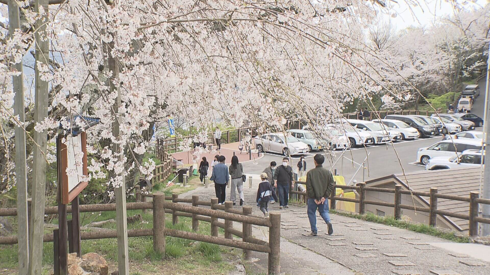 広島市内　サクラみごろ