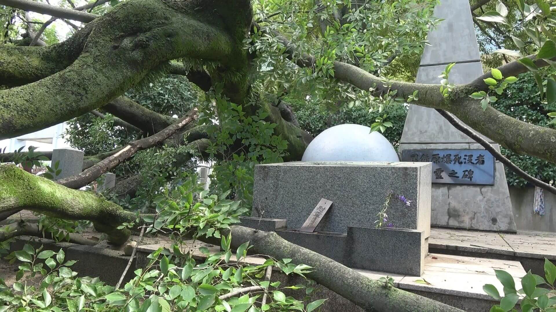 【広島】公園内の樹木が倒木　けが人はなし