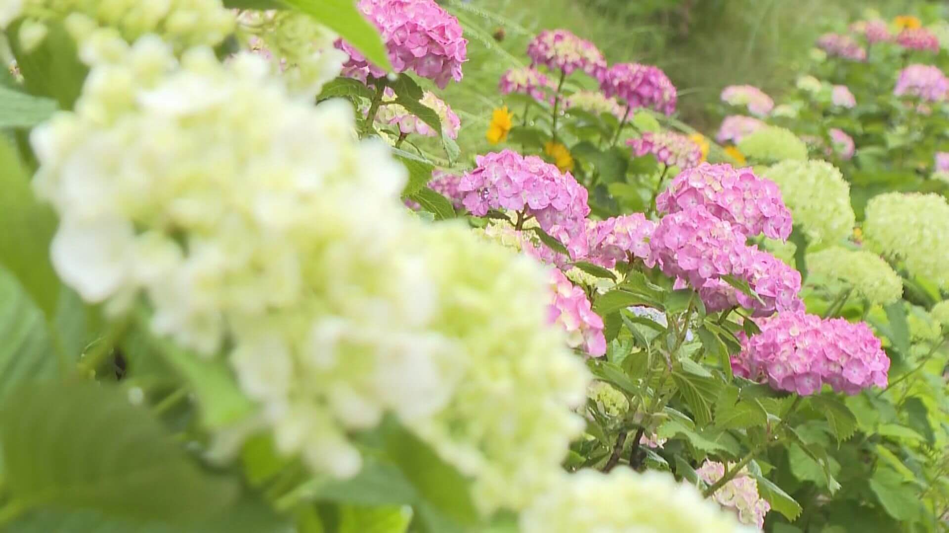 「アジサイロード」見ごろ　梅雨の街並みを美しく彩る　呉市