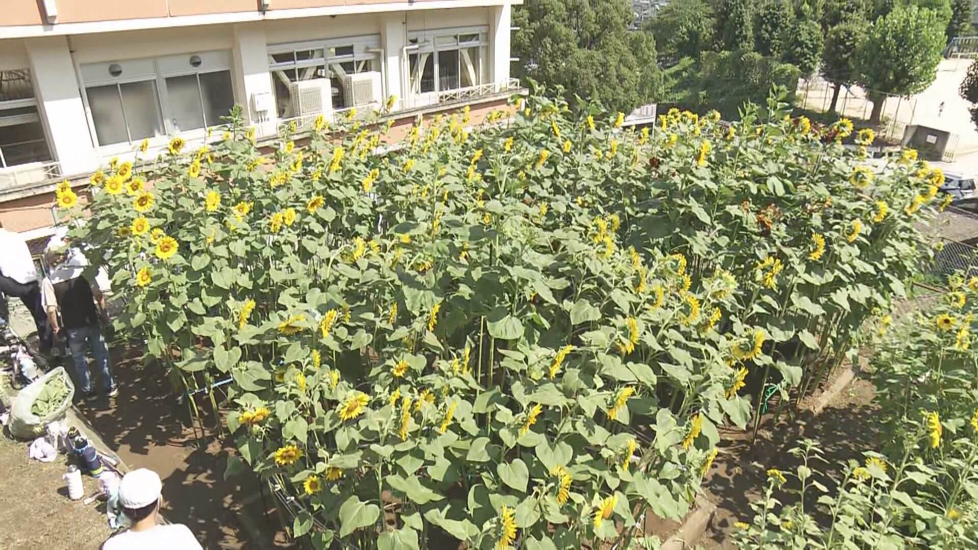「ひまわり迷路」１１年ぶり復活　小学生が種まき　海田町