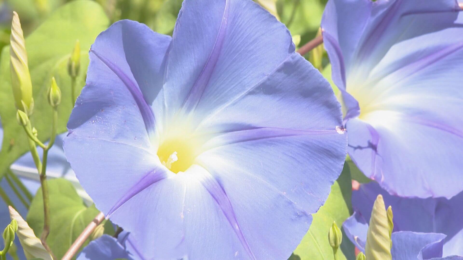 西洋アサガオとマリーゴールドが見ごろ「花夢の里」　世羅町