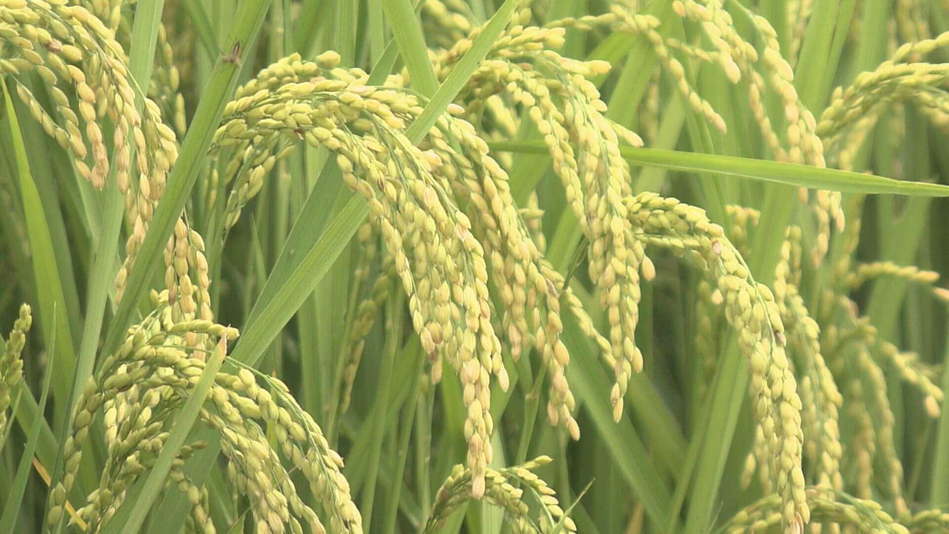 農家「収入増」なのに不安も…広島でも高騰「 コメの概算金」
