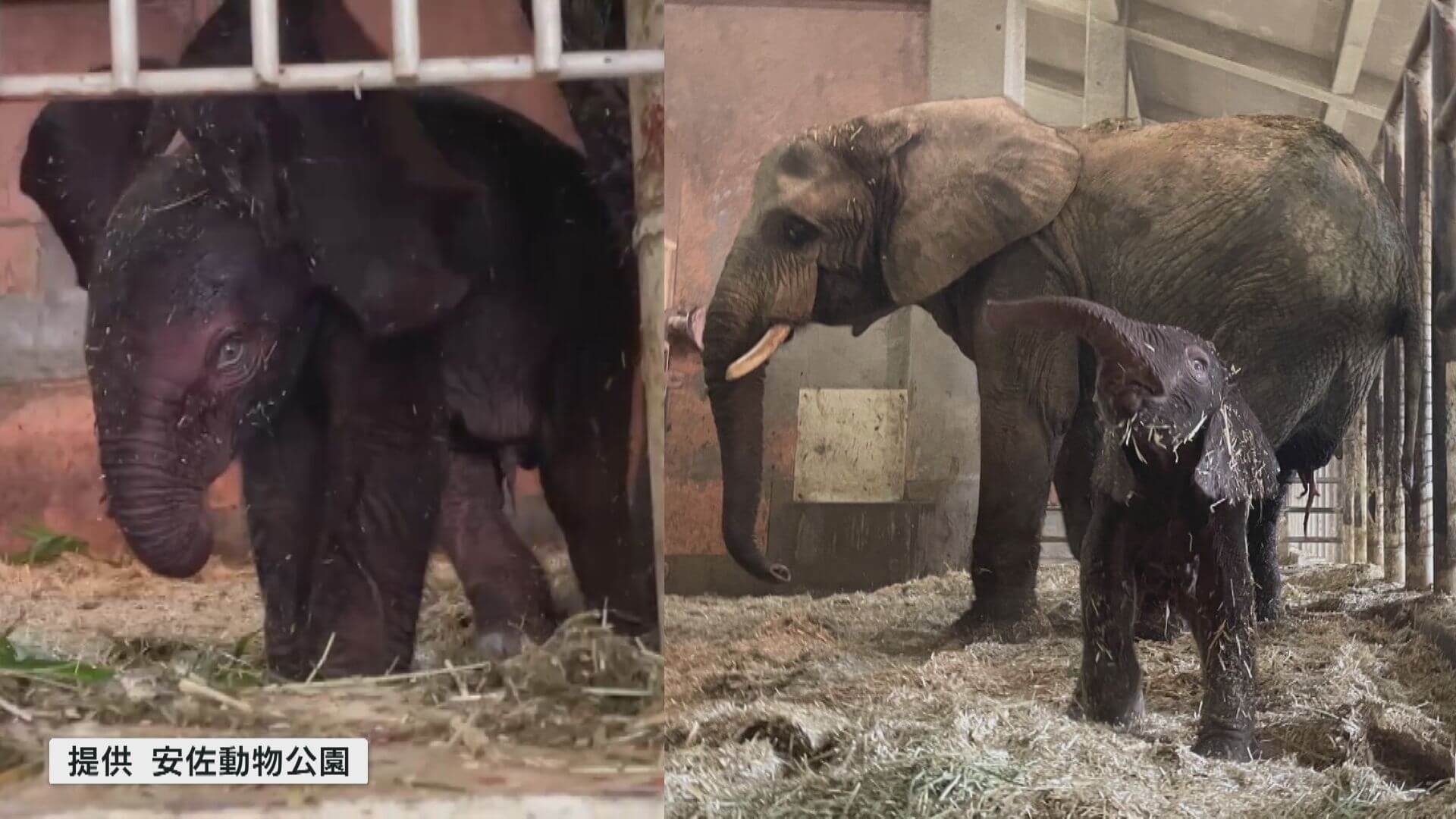 日本初　マルミミゾウの子ども産まれる　広島市安佐動物公園