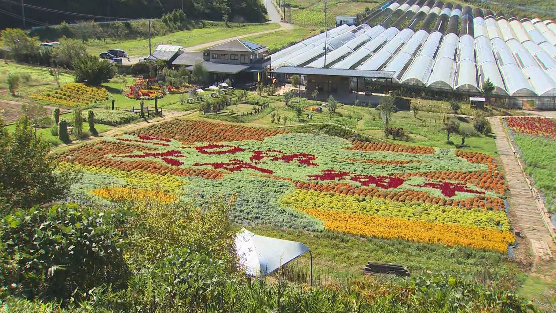 ５０本塁打・５０奪三振の記録達成　大谷選手の巨大花絵出現　世羅町