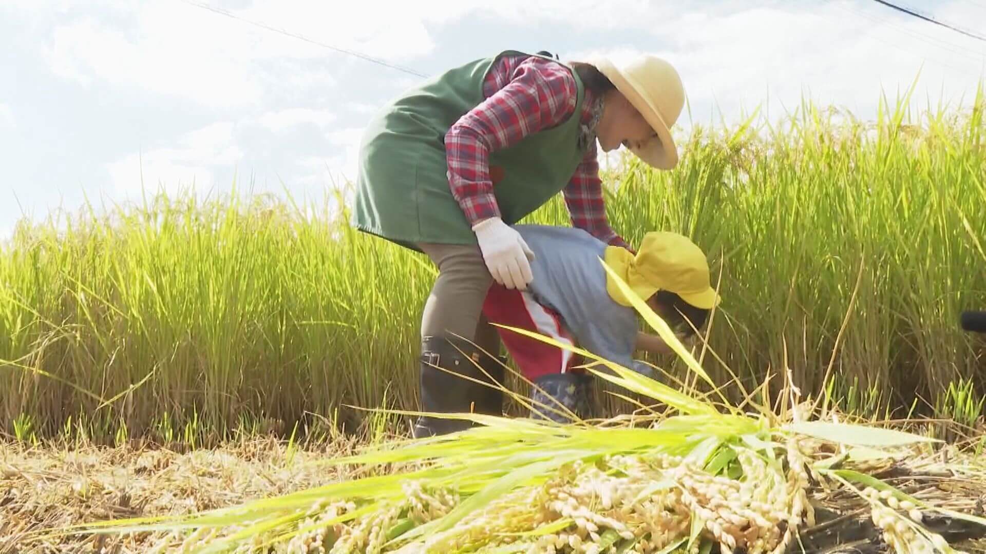 園児が稲刈り　収穫しておにぎりに　三次市